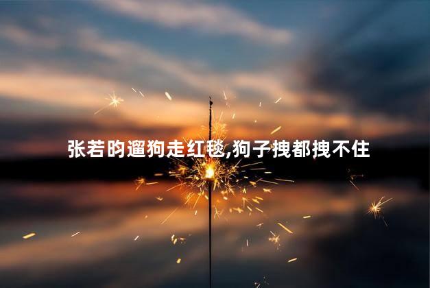 张若昀遛狗走红毯，狗子拽都拽不住